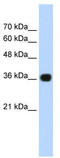 Protein canopy homolog 3 antibody, TA335678, Origene, Western Blot image 