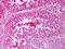 Prostaglandin E Synthase 3 antibody, orb95875, Biorbyt, Immunohistochemistry paraffin image 