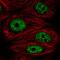 DDX39A antibody, HPA055334, Atlas Antibodies, Immunofluorescence image 