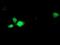 RNA Binding Motif Protein 46 antibody, NBP2-01993, Novus Biologicals, Immunofluorescence image 