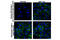 Kinase Insert Domain Receptor antibody, 2479S, Cell Signaling Technology, Immunocytochemistry image 