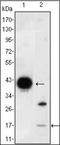Fatty Acid Binding Protein 2 antibody, orb89420, Biorbyt, Western Blot image 