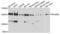 RNA Polymerase II Subunit B antibody, LS-C334391, Lifespan Biosciences, Western Blot image 