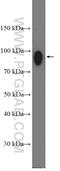 Interferon gamma receptor 1 antibody, 10808-1-AP, Proteintech Group, Western Blot image 