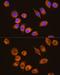 Alpha-N-acetylgalactosaminidase antibody, GTX64961, GeneTex, Immunofluorescence image 