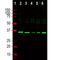 rRNA 2 -O-methyltransferase fibrillarin antibody, M03178-5, Boster Biological Technology, Western Blot image 