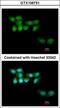 UV Stimulated Scaffold Protein A antibody, GTX106751, GeneTex, Immunofluorescence image 