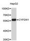 Cytochrome P450 Family 2 Subfamily W Member 1 antibody, STJ26875, St John