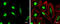 Chromosome Segregation 1 Like antibody, GTX630395, GeneTex, Immunofluorescence image 