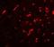 Dorsal Root Ganglia Homeobox antibody, LS-B9597, Lifespan Biosciences, Immunofluorescence image 