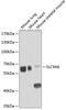 Sodium/hydrogen exchanger 6 antibody, 23-451, ProSci, Western Blot image 