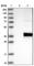 Abhydrolase Domain Containing 13 antibody, HPA032144, Atlas Antibodies, Western Blot image 