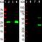 Calbindin 1 antibody, NBP2-50028, Novus Biologicals, Western Blot image 