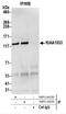 WASH Complex Subunit 4 antibody, NBP2-44291, Novus Biologicals, Western Blot image 