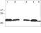 Claudin 1 antibody, GTX54539, GeneTex, Western Blot image 