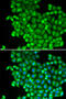 Lactate Dehydrogenase A antibody, 14-027, ProSci, Immunofluorescence image 