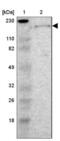 Laminin subunit beta-1 antibody, NBP1-88073, Novus Biologicals, Western Blot image 