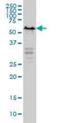 YY1 Transcription Factor antibody, orb94780, Biorbyt, Western Blot image 