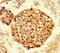 Heterogeneous Nuclear Ribonucleoprotein A2/B1 antibody, A54605-100, Epigentek, Immunohistochemistry paraffin image 