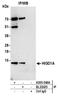 HIG1 Hypoxia Inducible Domain Family Member 1A antibody, A305-549A, Bethyl Labs, Immunoprecipitation image 