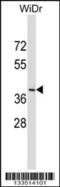 Dual Oxidase Maturation Factor 2 antibody, 57-036, ProSci, Western Blot image 
