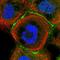 Cingulin antibody, HPA027586, Atlas Antibodies, Immunofluorescence image 