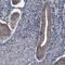 NEDD4 Binding Protein 2 Like 2 antibody, HPA039338, Atlas Antibodies, Immunohistochemistry frozen image 