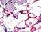 Vasoactive Intestinal Peptide Receptor 1 antibody, NLS1297, Novus Biologicals, Immunohistochemistry frozen image 