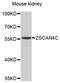 Zinc finger and SCAN domain containing protein 4C antibody, abx126814, Abbexa, Western Blot image 