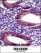 Matrix Metallopeptidase 17 antibody, 57-405, ProSci, Immunohistochemistry paraffin image 