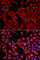 Dynactin Subunit 2 antibody, A2200, ABclonal Technology, Immunofluorescence image 