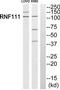 Ring Finger Protein 111 antibody, TA315537, Origene, Western Blot image 