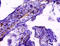 Major Histocompatibility Complex, Class I, G antibody, A53328-100, Epigentek, Immunohistochemistry paraffin image 
