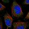 Fucose Kinase antibody, NBP1-83467, Novus Biologicals, Immunofluorescence image 