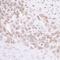 MIS12 Kinetochore Complex Component antibody, A300-776A, Bethyl Labs, Immunohistochemistry frozen image 