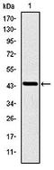 Neuroblastoma breakpoint family member 5 antibody, orb319023, Biorbyt, Western Blot image 