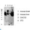Keratin 8 antibody, LS-C813442, Lifespan Biosciences, Western Blot image 