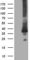 RAB23, Member RAS Oncogene Family antibody, TA809370, Origene, Western Blot image 
