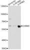 Cholinergic Receptor Muscarinic 3 antibody, LS-C749560, Lifespan Biosciences, Western Blot image 
