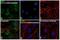 Gastric Inhibitory Polypeptide Receptor antibody, PA5-33585, Invitrogen Antibodies, Immunofluorescence image 