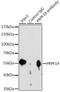 Pre-MRNA Processing Factor 19 antibody, 14-527, ProSci, Immunoprecipitation image 