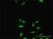 Paired Related Homeobox 2 antibody, H00051450-D01P, Novus Biologicals, Immunofluorescence image 