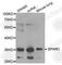 SPARC antibody, A1615, ABclonal Technology, Western Blot image 