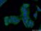 Drebrin 1 antibody, 10260-1-AP, Proteintech Group, Immunofluorescence image 