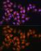 Bisphosphoglycerate Mutase antibody, GTX33041, GeneTex, Immunofluorescence image 