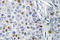 Aurora Kinase A antibody, LS-C176675, Lifespan Biosciences, Immunohistochemistry frozen image 