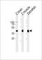 E3 ubiquitin-protein ligase MYLIP-B antibody, PA5-72671, Invitrogen Antibodies, Western Blot image 
