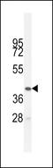 Butyrophilin Like 3 antibody, LS-C156890, Lifespan Biosciences, Western Blot image 