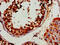 HEXIM P-TEFb Complex Subunit 2 antibody, CSB-PA010319LA01HU, Cusabio, Immunohistochemistry frozen image 