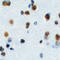 Nescient Helix-Loop-Helix 1 antibody, LS-C356089, Lifespan Biosciences, Immunohistochemistry frozen image 